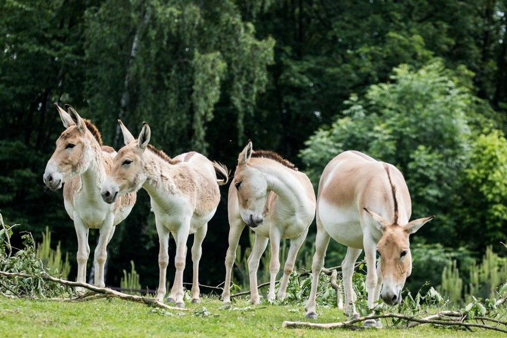 Onageři v Zoo Ostrava. 
