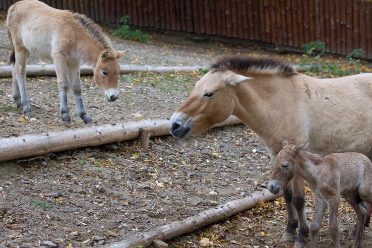 Zoo Praha se raduje z dalšího mláděte koně Převalského 