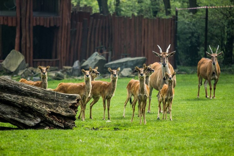 Zoo Ostrava se opět připojuje ke Dni zvířat. Nabídne i komentovaná setkání u některých druhů