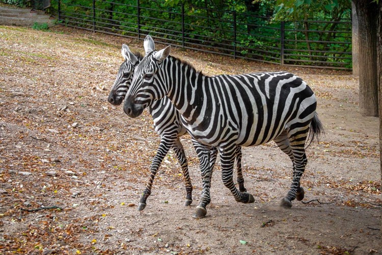 V Zoo Praha jsou poprvé v její historii k vidění vzácné zebry bezhřivé 