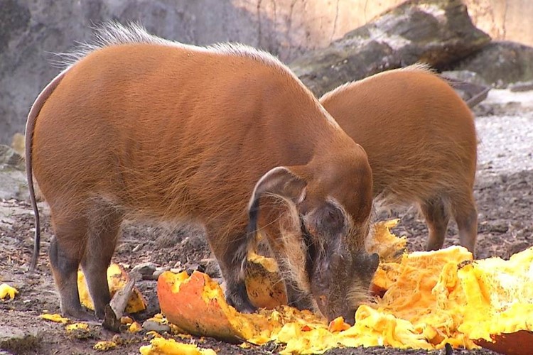 Ostravská zoo chystá oslavu Halloweenu. Na vydlabaných dýních si pak pochutnají zvířata