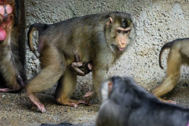 Zoo Praha má další mládě makaka vepřího. Chová jej jako jediná v Česku