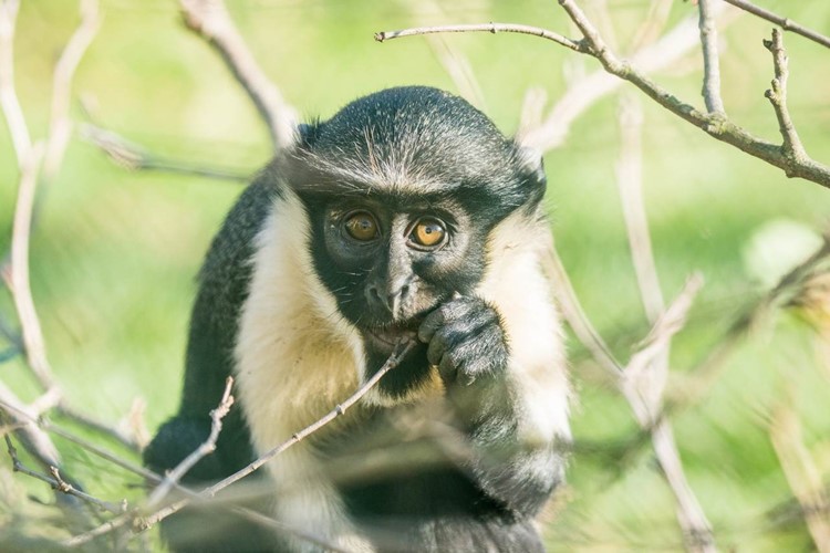 Za poslední rok se v ostravské zoo narodilo nejvíce mláďat kočkodana Dianina