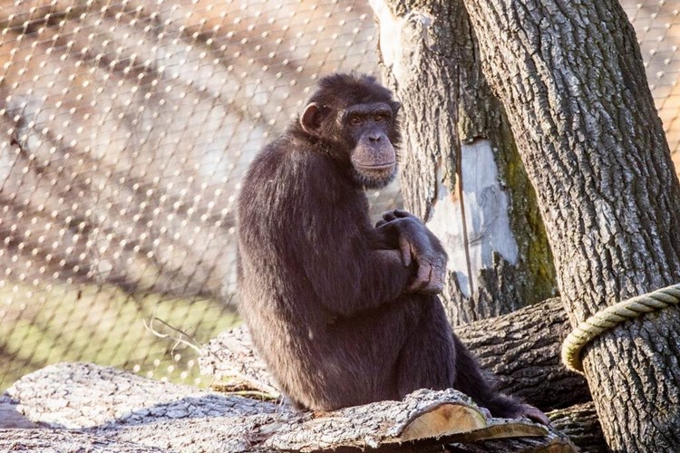 Ostravská zoologická zahrada získala z italské Ravenny nového šimpanzího samce