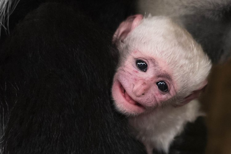 V Zoo Praha se narodila gueréza pláštíková
