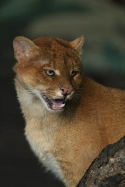 Brněnští jaguarundi schovávají mládě