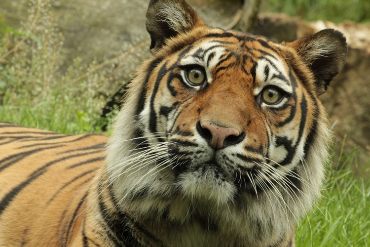 Štědrý den a Nový rok v Zoo Brno