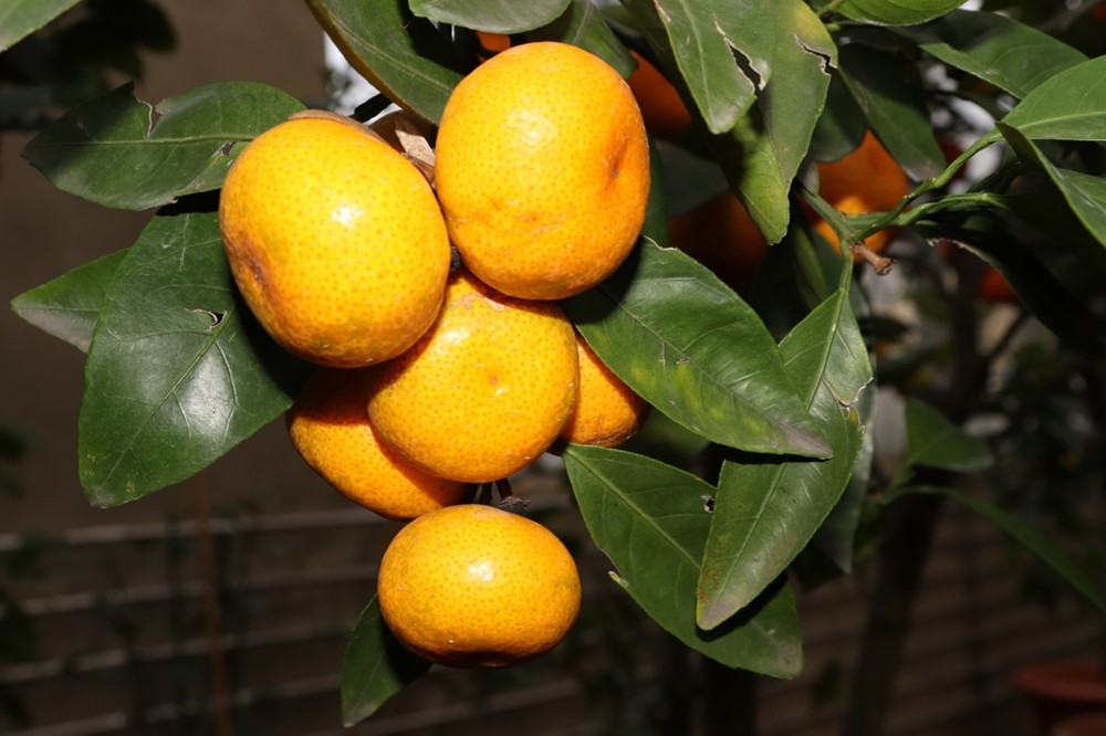 Mandarinka obecná. 
