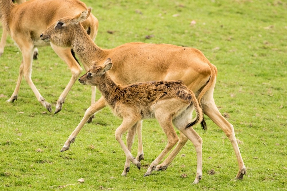Den zvířat v Zoo Ostrava: den pro ohrožené druhy Vietnamu