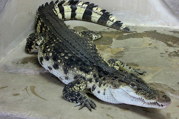 Krokodýlí ZOO Protivín