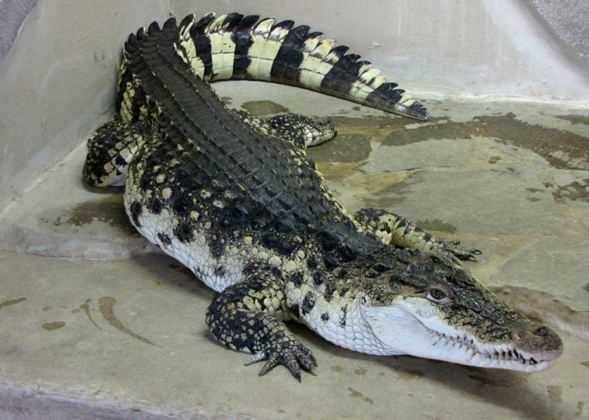 Krokodýlí ZOO Protivín