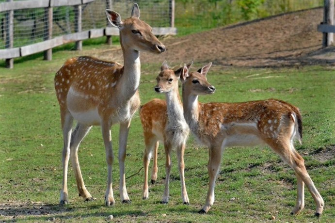 Zoologická zahrada Chleby