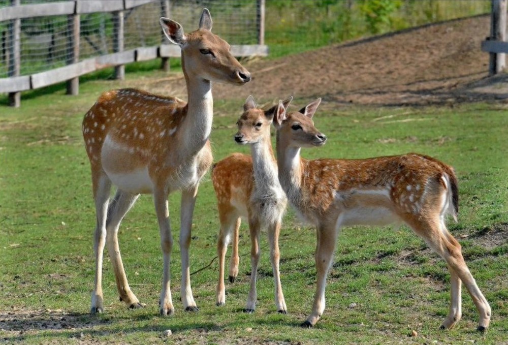 Zoologická zahrada Chleby