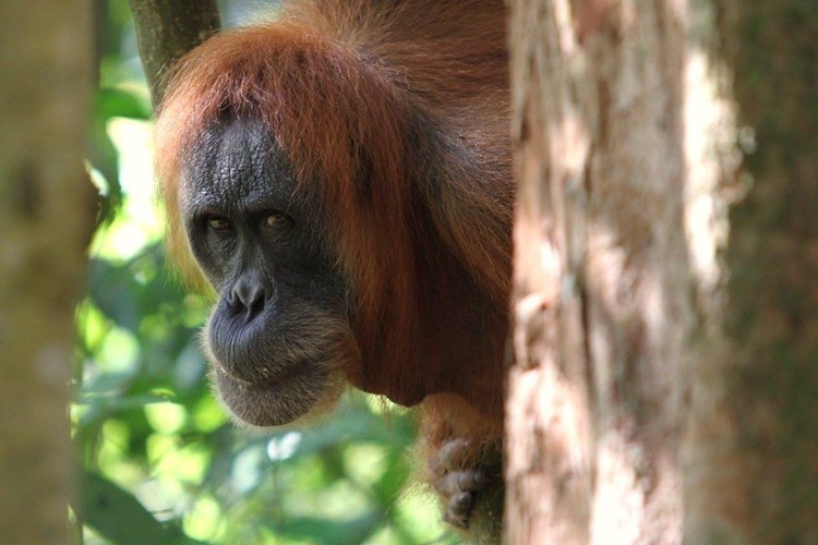 Hodonínská zoo upozorní na problematiku pěstování palmy olejné