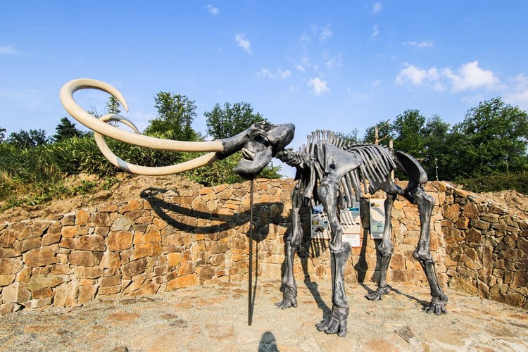 Ostravská zoo nově láká na kosterní model mamuta srstnatého