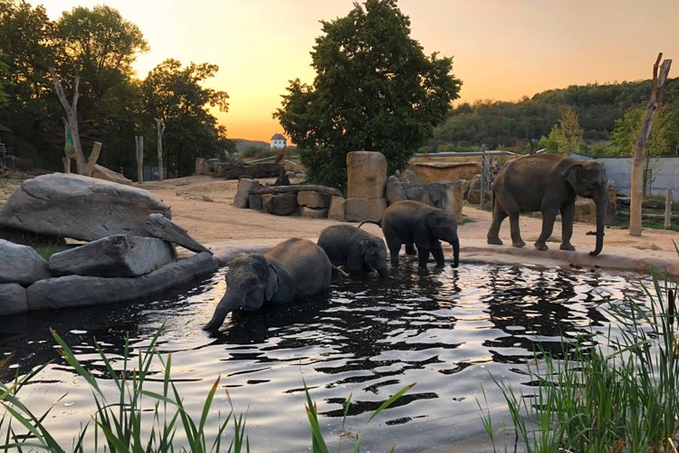 Sloni v Zoo Praha začali trávit noci ve venkovních výbězích
