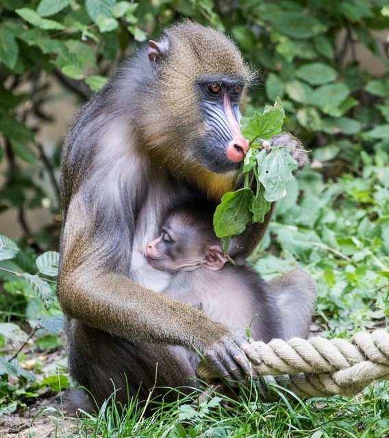 Mandril se svým mládětem. 