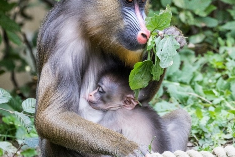 Ostravská zoo hlásí nový přírůstek u mandrilů 