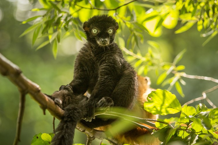 Zoo Ostrava uspořádá charitativní běh na podporu lemurů