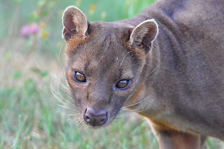 V ZOO Tábor zjistíte, co nejraději jí hvězda z filmu Madagaskar 