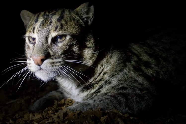 Vydejte se objevovat tajemství večerního života v Zoo Praha