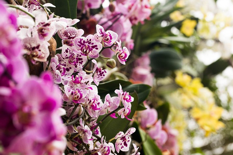 Trojská botanická zahrada slaví 50. narozeniny Do skleníku Fata Morgana se v březnu vrátí exotické orchideje