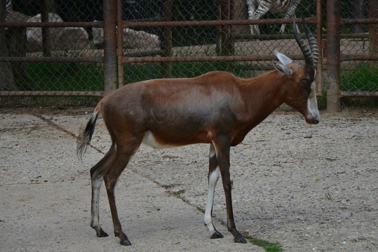 V Zoo Brno se narodilo historicky první mládě buvolce běločelého