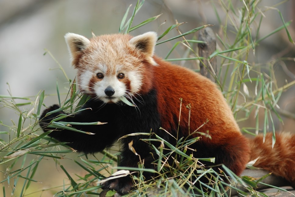 Panda červená žijící v ostravské zoologické zahradě.