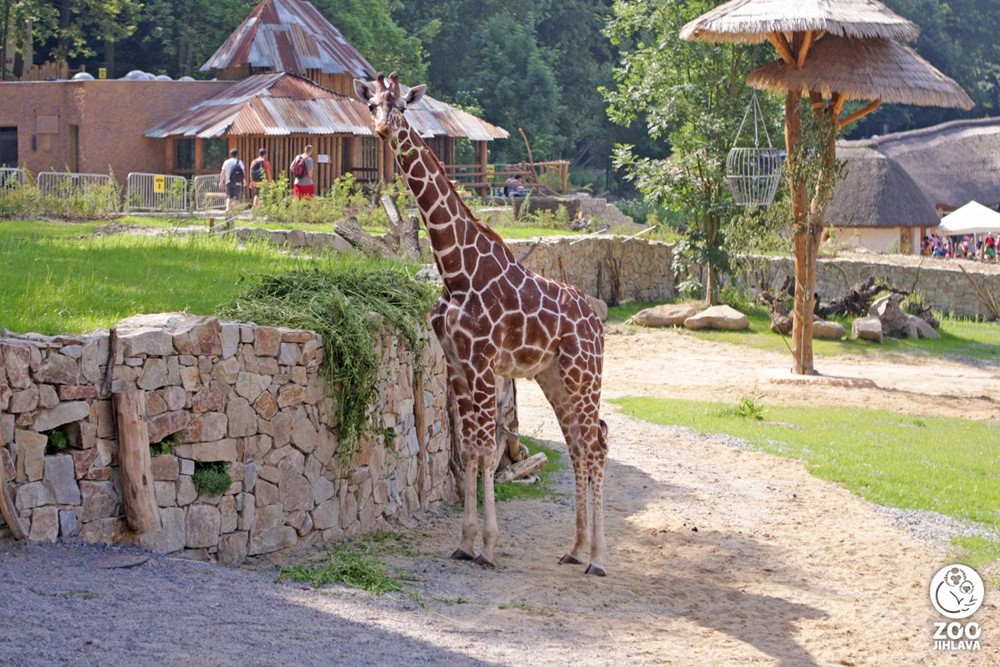Žirafa síťovaná žijící v jihlavské zoologické zahradě. 