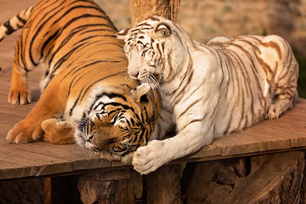 Zoo Plasy