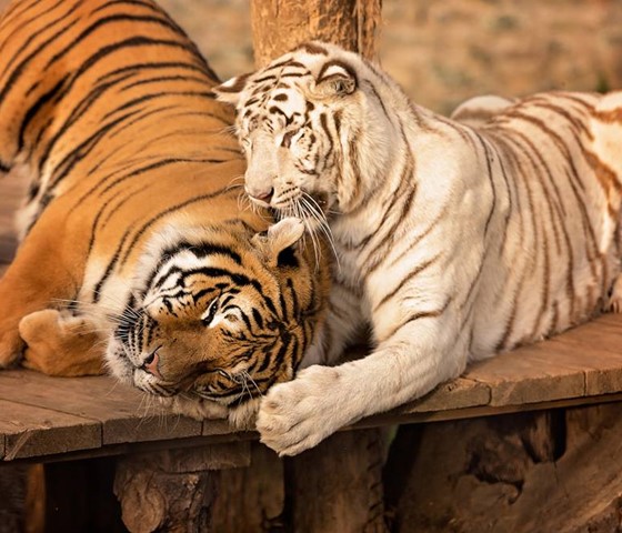 Zoo Plasy