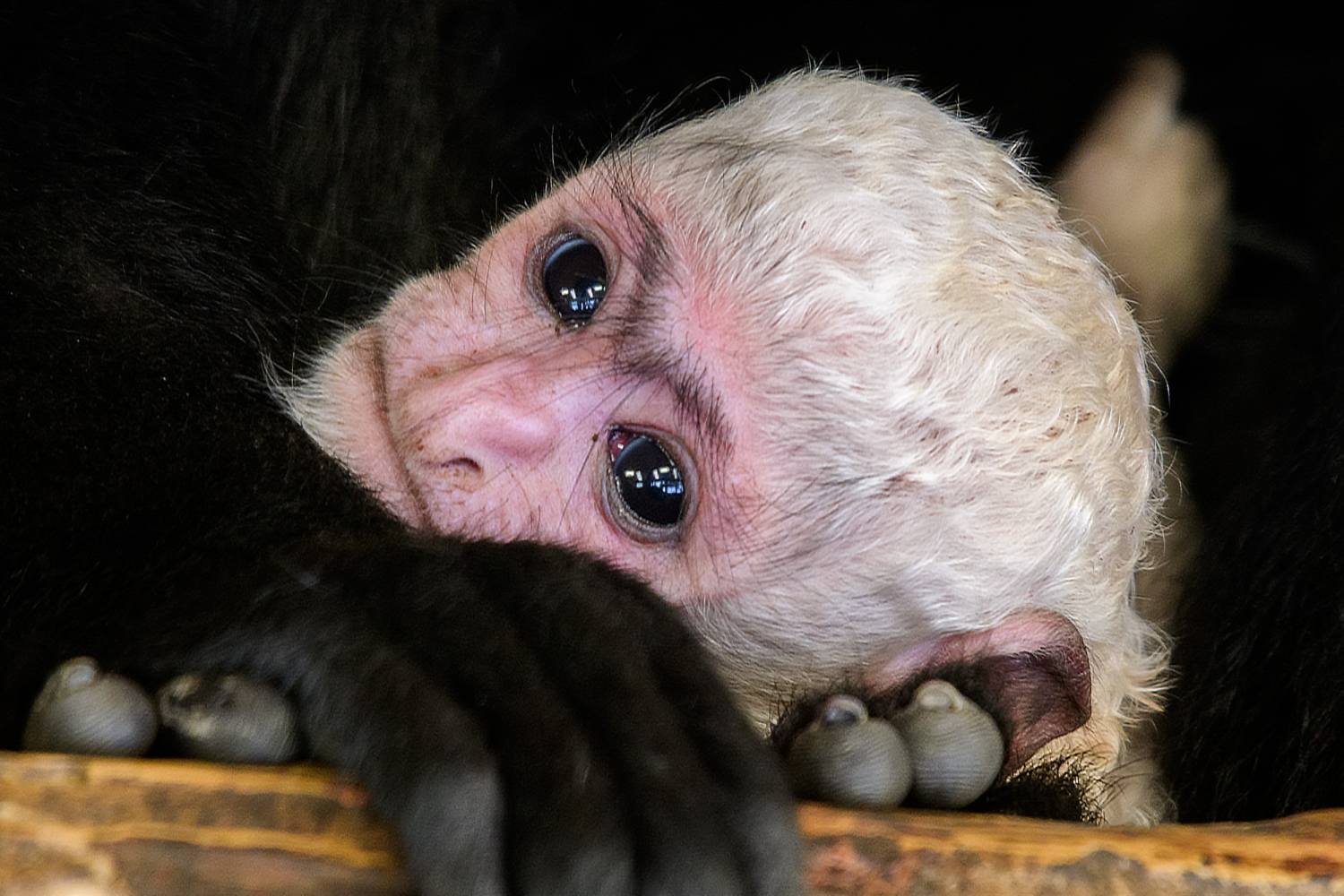 V Zoo Praha se narodila další gueréza pláštíková