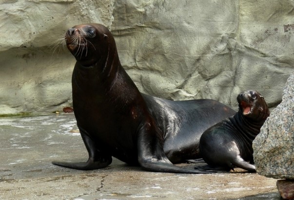 Zoo Liberec